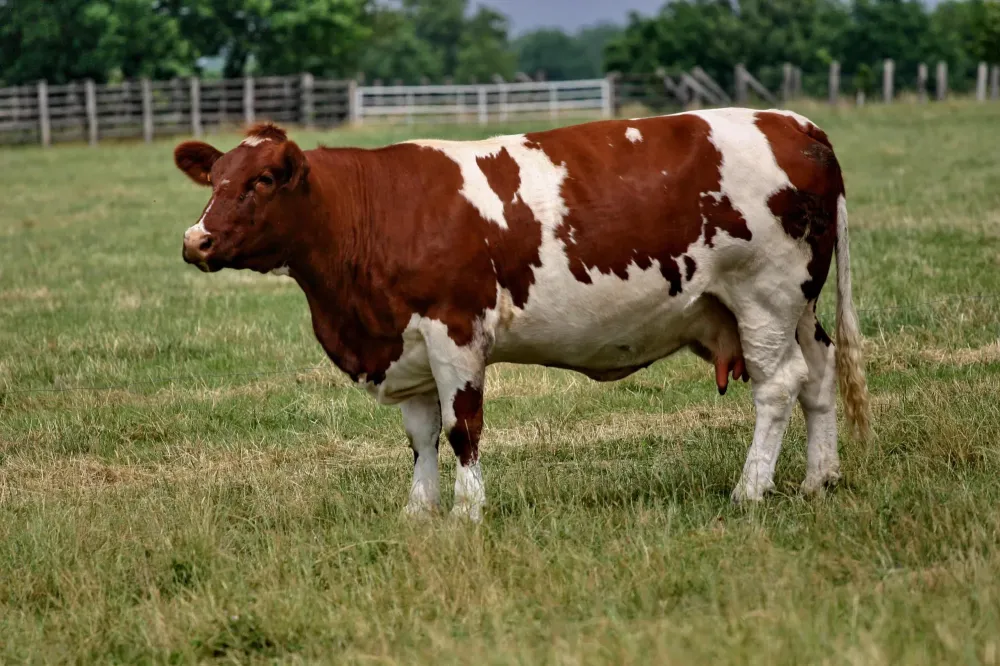 Boucher vache rouge des près à Loireauxence